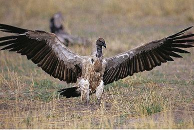 滑板巨星托尼霍克：《托尼霍克职业滑板》系列会有未来的